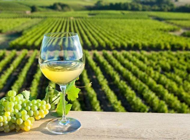 Dependance Chaleureuse Dans Le Vignoble Nantais Villa La Haie-Fouassiere Екстериор снимка